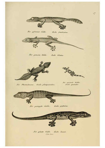 Reproducción/Reproduction 6059767008: Naturgeschichte und Abbildungen der Reptilien Schaffhausen :Aus Brodtmann's lithographischer Kunstanstalt,1833