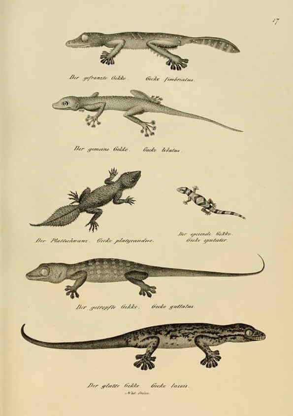 Reproducción/Reproduction 6059767008: Naturgeschichte und Abbildungen der Reptilien Schaffhausen :Aus Brodtmann's lithographischer Kunstanstalt,1833