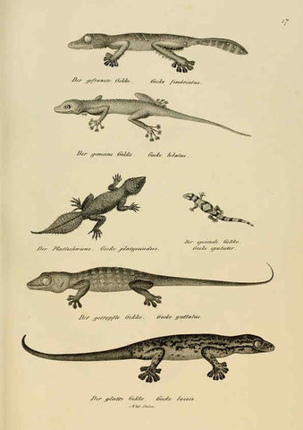 Reproducción/Reproduction 6059767008: Naturgeschichte und Abbildungen der Reptilien Schaffhausen :Aus Brodtmann's lithographischer Kunstanstalt,1833