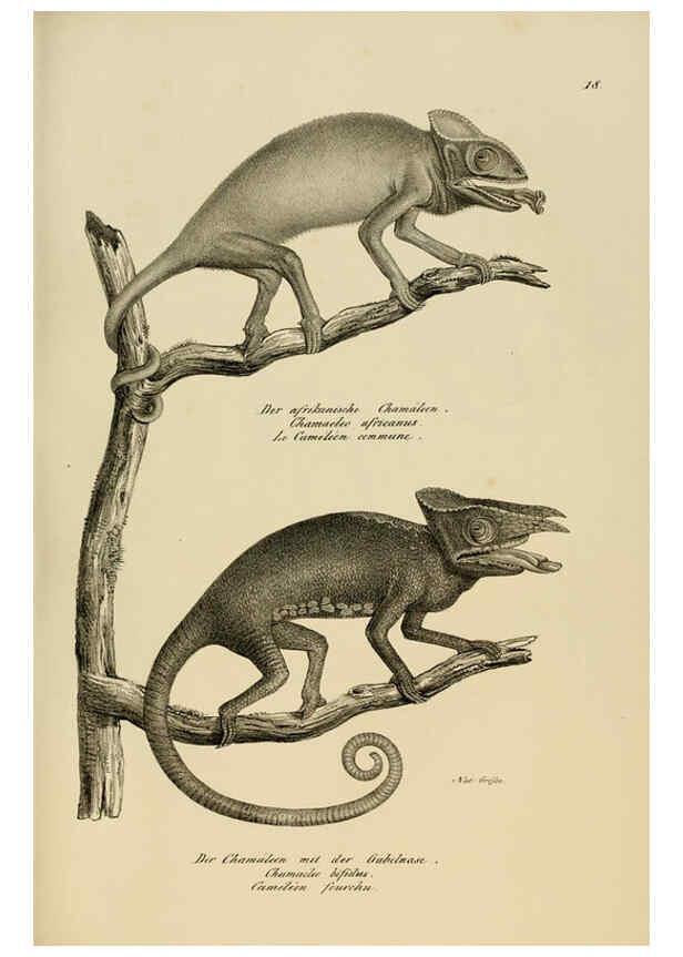 Reproducción/Reproduction 6059219981: Naturgeschichte und Abbildungen der Reptilien Schaffhausen :Aus Brodtmann's lithographischer Kunstanstalt,1833