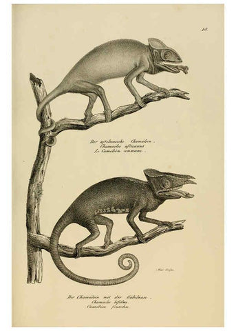 Reproducción/Reproduction 6059219981: Naturgeschichte und Abbildungen der Reptilien Schaffhausen :Aus Brodtmann's lithographischer Kunstanstalt,1833