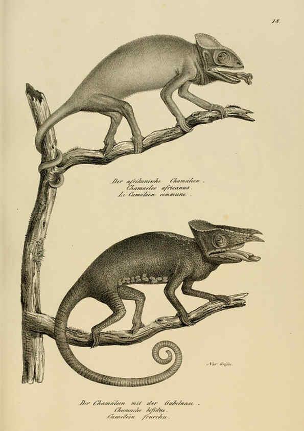 Reproducción/Reproduction 6059219981: Naturgeschichte und Abbildungen der Reptilien Schaffhausen :Aus Brodtmann's lithographischer Kunstanstalt,1833
