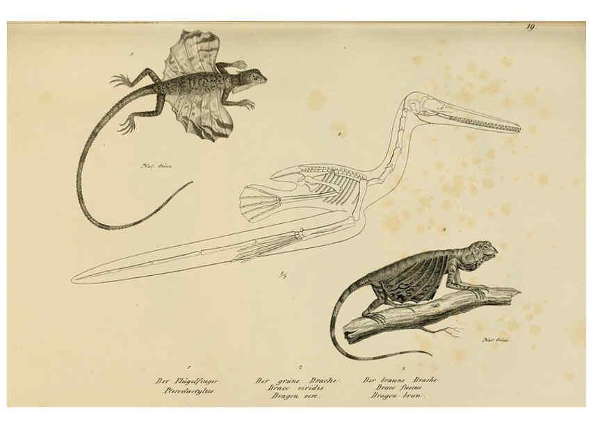 Reproducción/Reproduction 6059767464: Naturgeschichte und Abbildungen der Reptilien Schaffhausen :Aus Brodtmann's lithographischer Kunstanstalt,1833