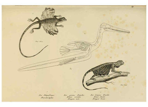 Reproducción/Reproduction 6059767464: Naturgeschichte und Abbildungen der Reptilien Schaffhausen :Aus Brodtmann's lithographischer Kunstanstalt,1833