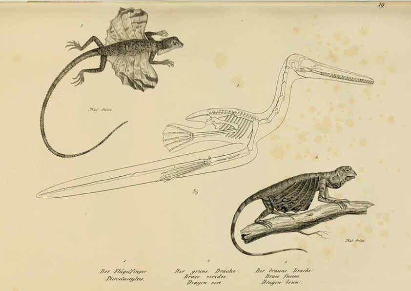 Reproducción/Reproduction 6059767464: Naturgeschichte und Abbildungen der Reptilien Schaffhausen :Aus Brodtmann's lithographischer Kunstanstalt,1833