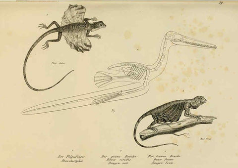 Reproducción/Reproduction 6059767464: Naturgeschichte und Abbildungen der Reptilien Schaffhausen :Aus Brodtmann's lithographischer Kunstanstalt,1833