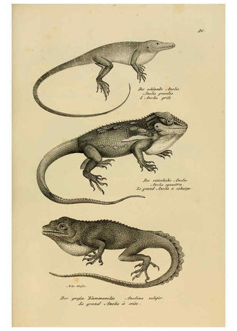 Reproducción/Reproduction 6059767744: Naturgeschichte und Abbildungen der Reptilien Schaffhausen :Aus Brodtmann's lithographischer Kunstanstalt,1833