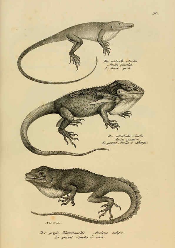 Reproducción/Reproduction 6059767744: Naturgeschichte und Abbildungen der Reptilien Schaffhausen :Aus Brodtmann's lithographischer Kunstanstalt,1833