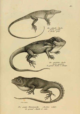 Reproducción/Reproduction 6059767744: Naturgeschichte und Abbildungen der Reptilien Schaffhausen :Aus Brodtmann's lithographischer Kunstanstalt,1833