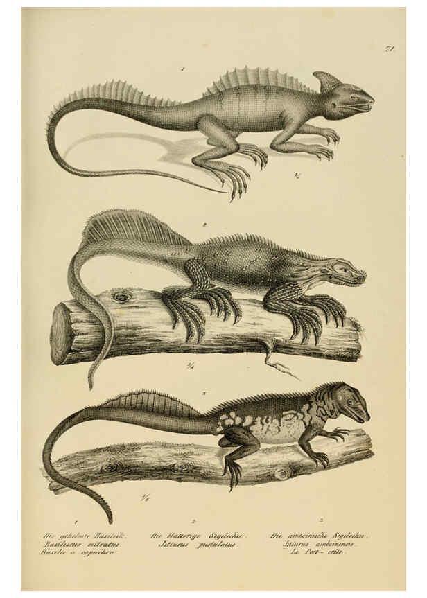 Reproducción/Reproduction 6059220863: Naturgeschichte und Abbildungen der Reptilien Schaffhausen :Aus Brodtmann's lithographischer Kunstanstalt,1833
