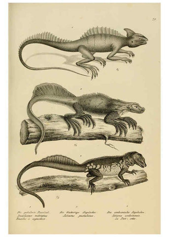 Reproducción/Reproduction 6059220863: Naturgeschichte und Abbildungen der Reptilien Schaffhausen :Aus Brodtmann's lithographischer Kunstanstalt,1833