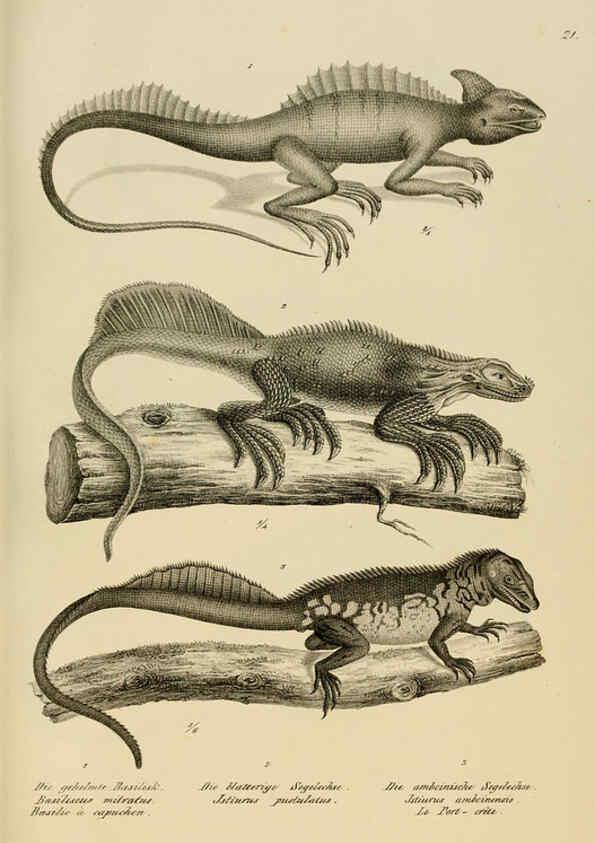 Reproducción/Reproduction 6059220863: Naturgeschichte und Abbildungen der Reptilien Schaffhausen :Aus Brodtmann's lithographischer Kunstanstalt,1833