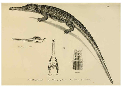 Reproducción/Reproduction 6059219259: Naturgeschichte und Abbildungen der Reptilien Schaffhausen :Aus Brodtmann's lithographischer Kunstanstalt,1833