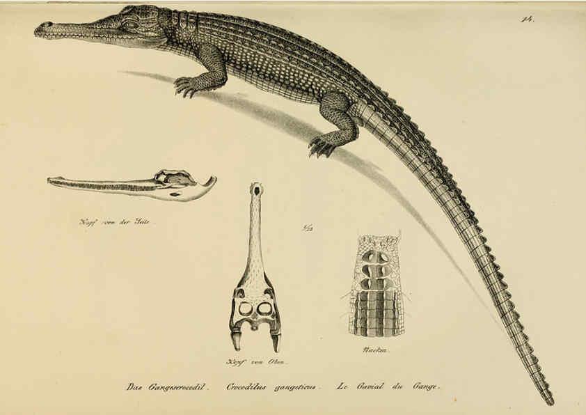 Reproducción/Reproduction 6059219259: Naturgeschichte und Abbildungen der Reptilien Schaffhausen :Aus Brodtmann's lithographischer Kunstanstalt,1833