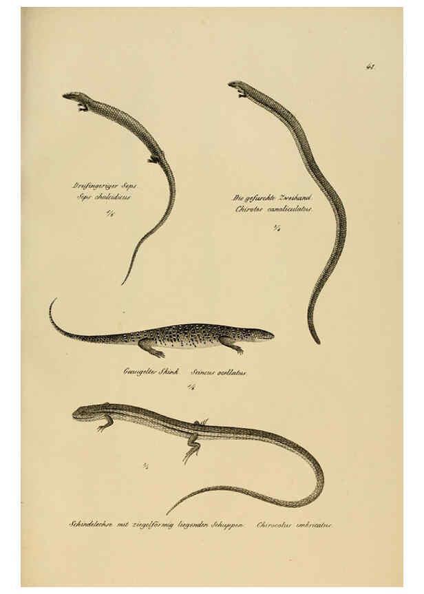Reproducción/Reproduction 6059773144: Naturgeschichte und Abbildungen der Reptilien Schaffhausen :Aus Brodtmann's lithographischer Kunstanstalt,1833