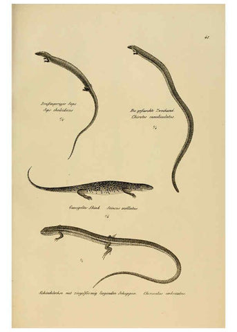 Reproducción/Reproduction 6059773144: Naturgeschichte und Abbildungen der Reptilien Schaffhausen :Aus Brodtmann's lithographischer Kunstanstalt,1833