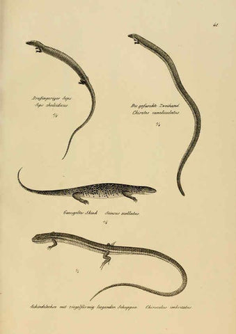 Reproducción/Reproduction 6059773144: Naturgeschichte und Abbildungen der Reptilien Schaffhausen :Aus Brodtmann's lithographischer Kunstanstalt,1833