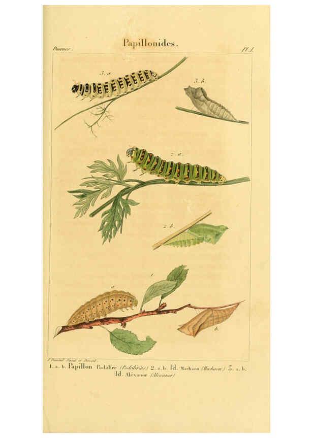 Reproducción/Reproduction 6059160203: Iconographie et histoire naturelle des chenilles Paris :G. Baillière;1849