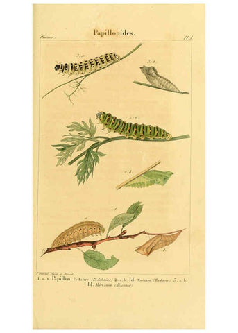 Reproducción/Reproduction 6059160203: Iconographie et histoire naturelle des chenilles Paris :G. Baillière;1849