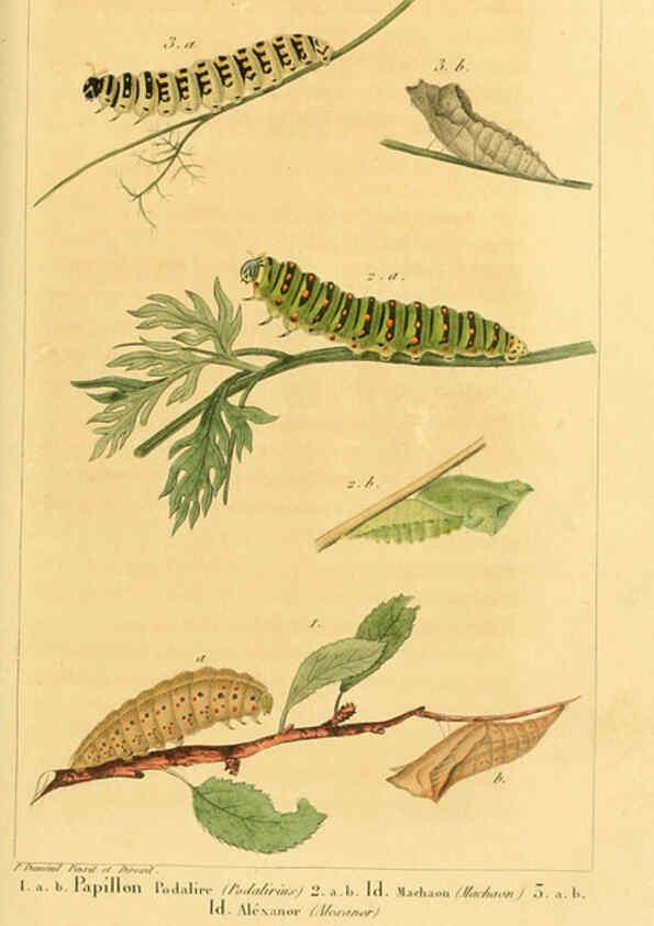 Reproducción/Reproduction 6059160203: Iconographie et histoire naturelle des chenilles Paris :G. Baillière;1849