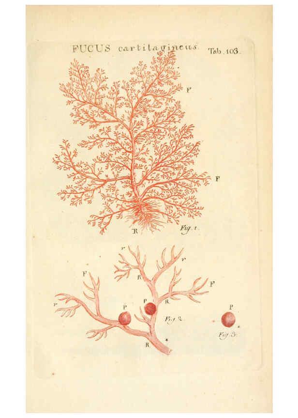 Reproducción/Reproduction 6059127243: Illustratio systematis sexualis Linnaeani Francofurti ad Moenum,Varrentrapp et Wenner,1789