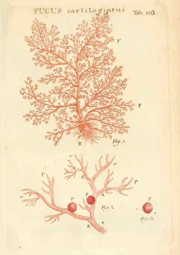 Reproducción/Reproduction 6059127243: Illustratio systematis sexualis Linnaeani Francofurti ad Moenum,Varrentrapp et Wenner,1789