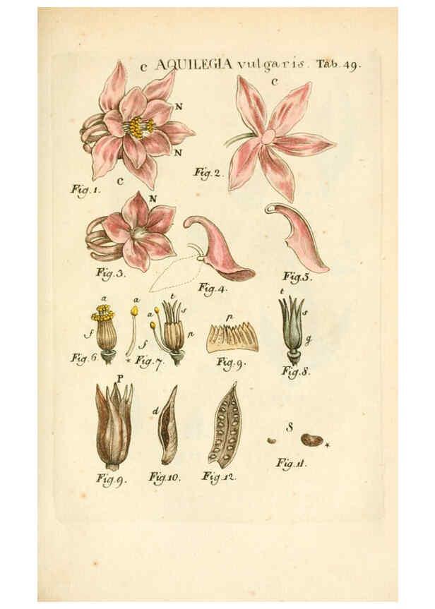 Reproducción/Reproduction 6059115423: Illustratio systematis sexualis Linnaeani Francofurti ad Moenum,Varrentrapp et Wenner,1789