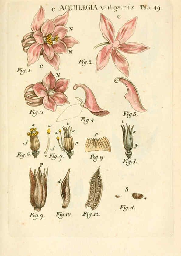 Reproducción/Reproduction 6059115423: Illustratio systematis sexualis Linnaeani Francofurti ad Moenum,Varrentrapp et Wenner,1789
