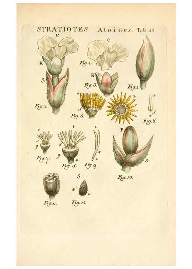 Reproducción/Reproduction 6059115615: Illustratio systematis sexualis Linnaeani Francofurti ad Moenum,Varrentrapp et Wenner,1789