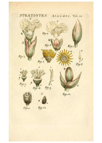 Reproducción/Reproduction 6059115615: Illustratio systematis sexualis Linnaeani Francofurti ad Moenum,Varrentrapp et Wenner,1789