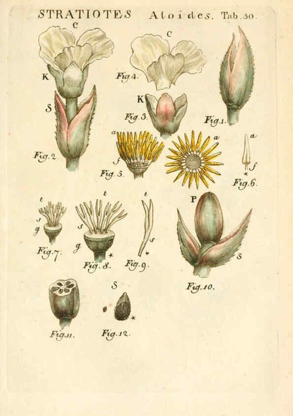 Reproducción/Reproduction 6059115615: Illustratio systematis sexualis Linnaeani Francofurti ad Moenum,Varrentrapp et Wenner,1789