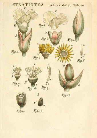 Reproducción/Reproduction 6059115615: Illustratio systematis sexualis Linnaeani Francofurti ad Moenum,Varrentrapp et Wenner,1789