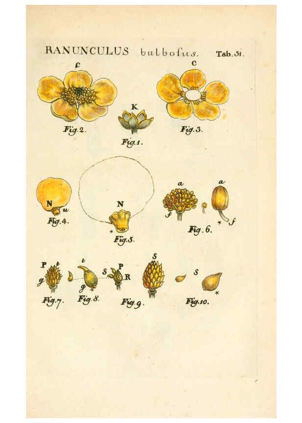Reproducción/Reproduction 6059663234: Illustratio systematis sexualis Linnaeani Francofurti ad Moenum,Varrentrapp et Wenner,1789