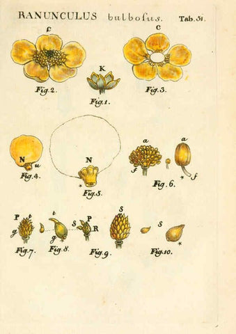 Reproducción/Reproduction 6059663234: Illustratio systematis sexualis Linnaeani Francofurti ad Moenum,Varrentrapp et Wenner,1789