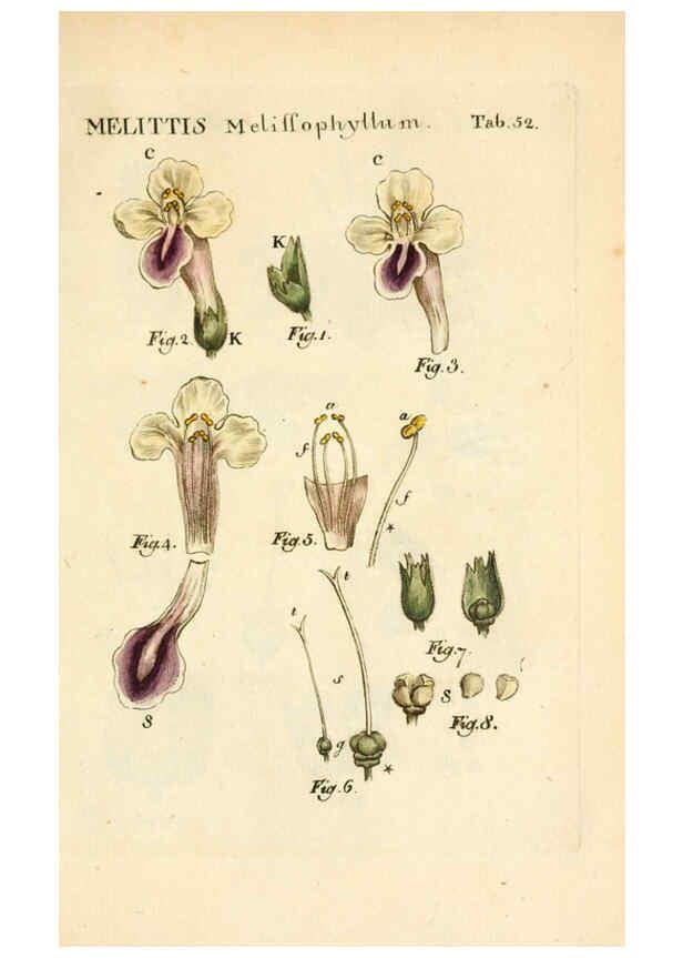 Reproducción/Reproduction 6059663502: Illustratio systematis sexualis Linnaeani Francofurti ad Moenum,Varrentrapp et Wenner,1789