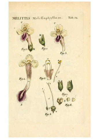 Reproducción/Reproduction 6059663502: Illustratio systematis sexualis Linnaeani Francofurti ad Moenum,Varrentrapp et Wenner,1789