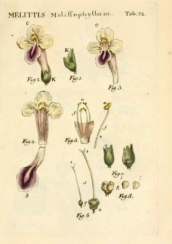 Reproducción/Reproduction 6059663502: Illustratio systematis sexualis Linnaeani Francofurti ad Moenum,Varrentrapp et Wenner,1789