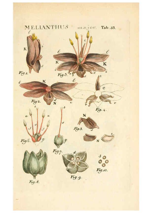 Reproducción/Reproduction 6059663804: Illustratio systematis sexualis Linnaeani Francofurti ad Moenum,Varrentrapp et Wenner,1789
