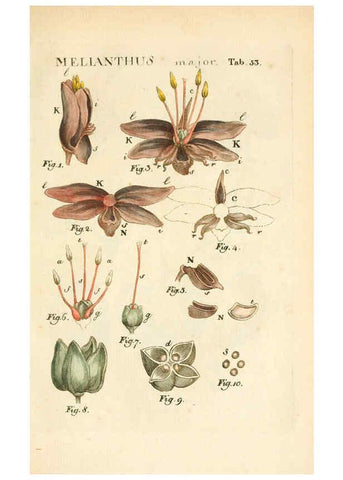 Reproducción/Reproduction 6059663804: Illustratio systematis sexualis Linnaeani Francofurti ad Moenum,Varrentrapp et Wenner,1789
