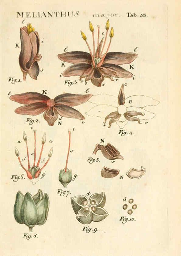 Reproducción/Reproduction 6059663804: Illustratio systematis sexualis Linnaeani Francofurti ad Moenum,Varrentrapp et Wenner,1789