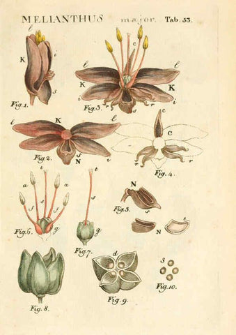 Reproducción/Reproduction 6059663804: Illustratio systematis sexualis Linnaeani Francofurti ad Moenum,Varrentrapp et Wenner,1789