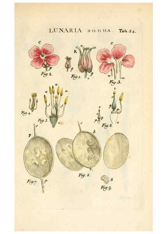 Reproducción/Reproduction 6059663980: Illustratio systematis sexualis Linnaeani Francofurti ad Moenum,Varrentrapp et Wenner,1789