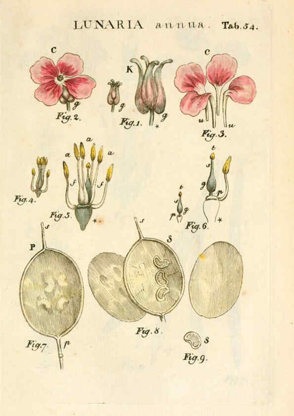 Reproducción/Reproduction 6059663980: Illustratio systematis sexualis Linnaeani Francofurti ad Moenum,Varrentrapp et Wenner,1789