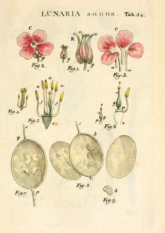 Reproducción/Reproduction 6059663980: Illustratio systematis sexualis Linnaeani Francofurti ad Moenum,Varrentrapp et Wenner,1789
