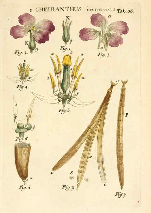 Reproducción/Reproduction 6059116749: Illustratio systematis sexualis Linnaeani Francofurti ad Moenum,Varrentrapp et Wenner,1789