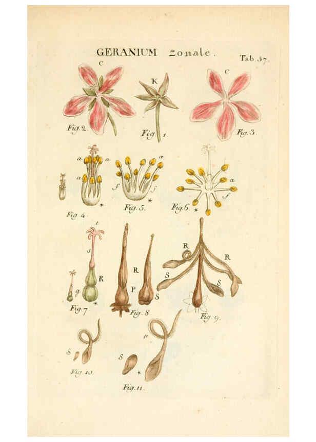 Reproducción/Reproduction 6059664636: Illustratio systematis sexualis Linnaeani Francofurti ad Moenum,Varrentrapp et Wenner,1789