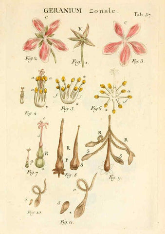 Reproducción/Reproduction 6059664636: Illustratio systematis sexualis Linnaeani Francofurti ad Moenum,Varrentrapp et Wenner,1789