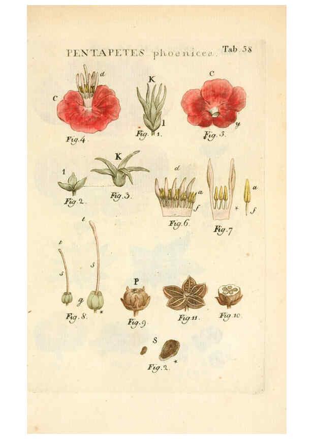 Reproducción/Reproduction 6059664898: Illustratio systematis sexualis Linnaeani Francofurti ad Moenum,Varrentrapp et Wenner,1789
