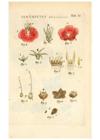 Reproducción/Reproduction 6059664898: Illustratio systematis sexualis Linnaeani Francofurti ad Moenum,Varrentrapp et Wenner,1789