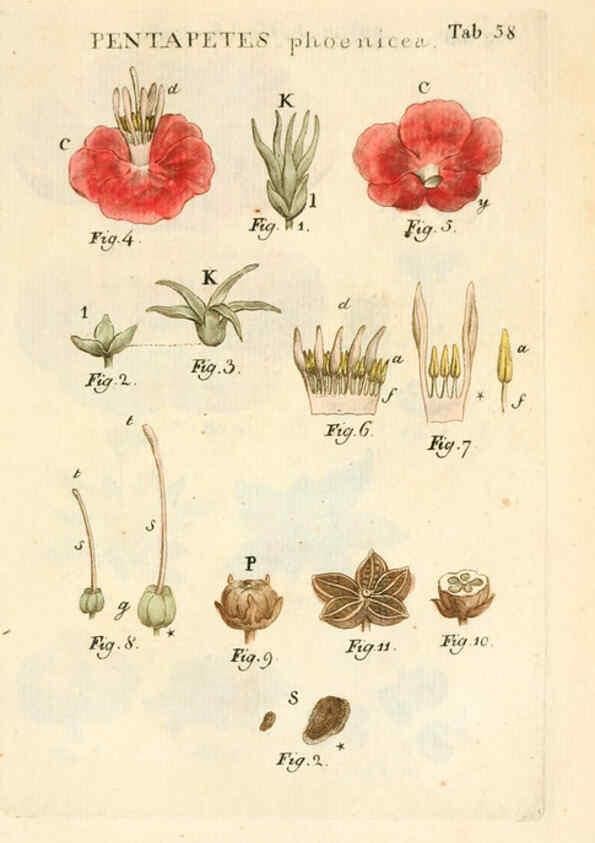 Reproducción/Reproduction 6059664898: Illustratio systematis sexualis Linnaeani Francofurti ad Moenum,Varrentrapp et Wenner,1789